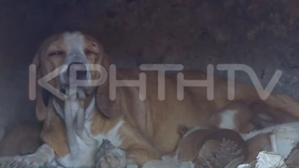 Απίστευτη κτηνωδία: Έκλεισαν σκυλίτσα με τα κουτάβια της σε φούρνο και έβαλαν φωτιά! (βίντεο)